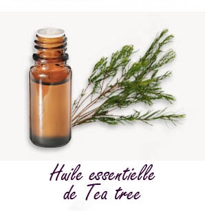 Huile essentielle de théier (Tea Tree) 15 ml