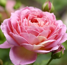 Huile essentielle Rose de Damas Bulgare 5 ml