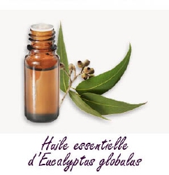 Huile essentielle Eucalyptus Globulus 15 ml